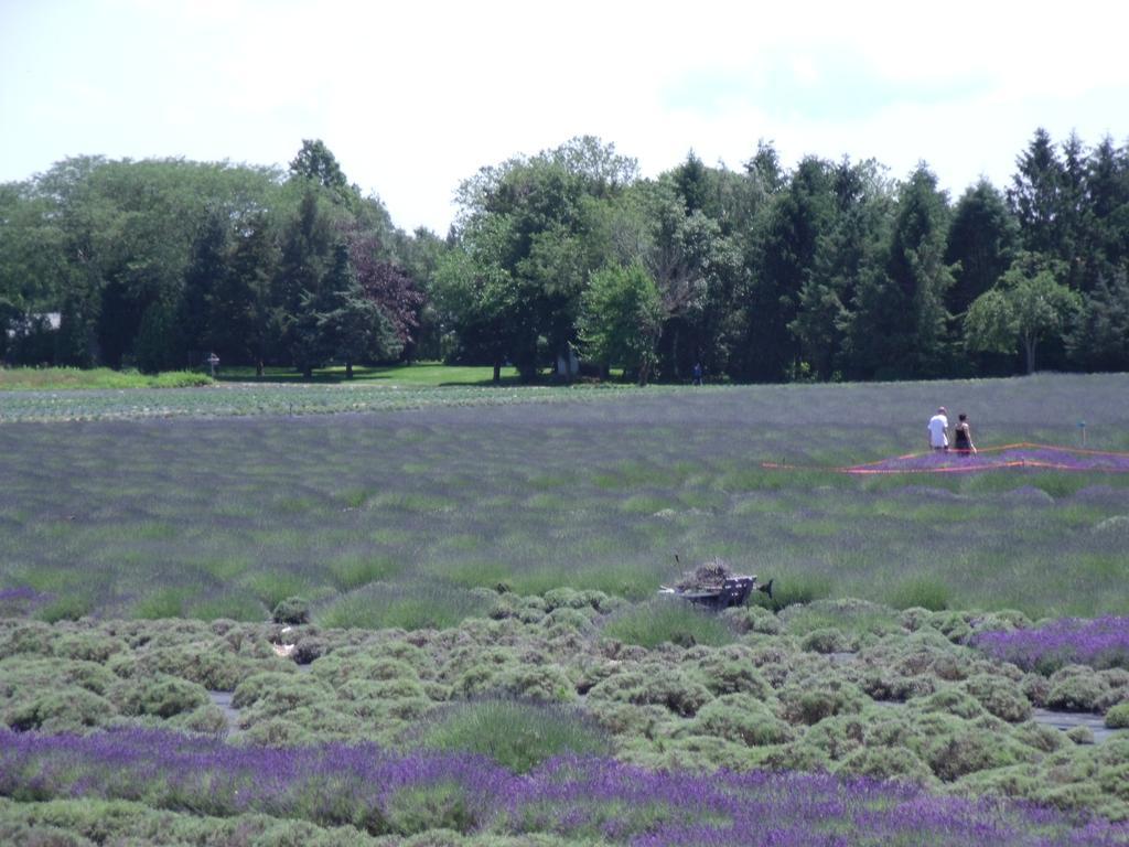 The Blue Inn At North Fork East Marion المظهر الخارجي الصورة